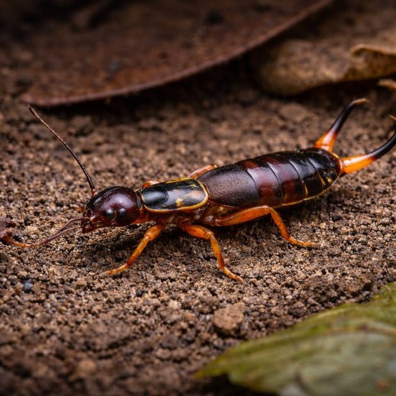 earwig pest close up