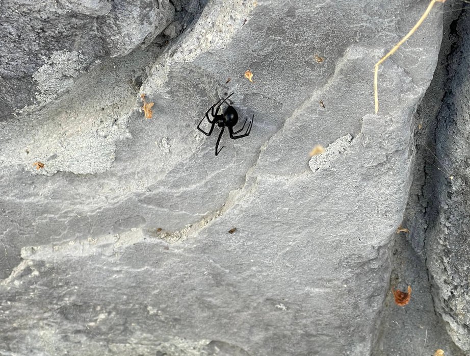 ant infestation damage