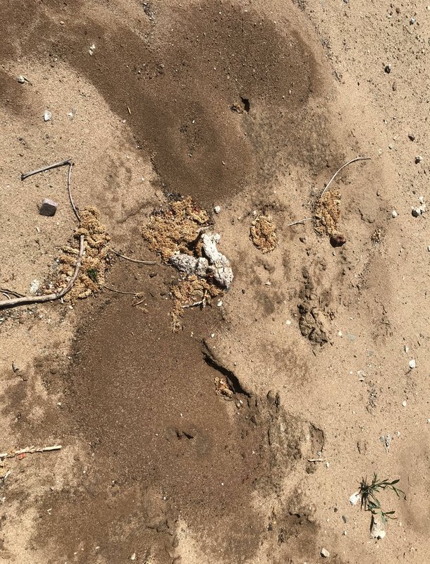 interior pest damage