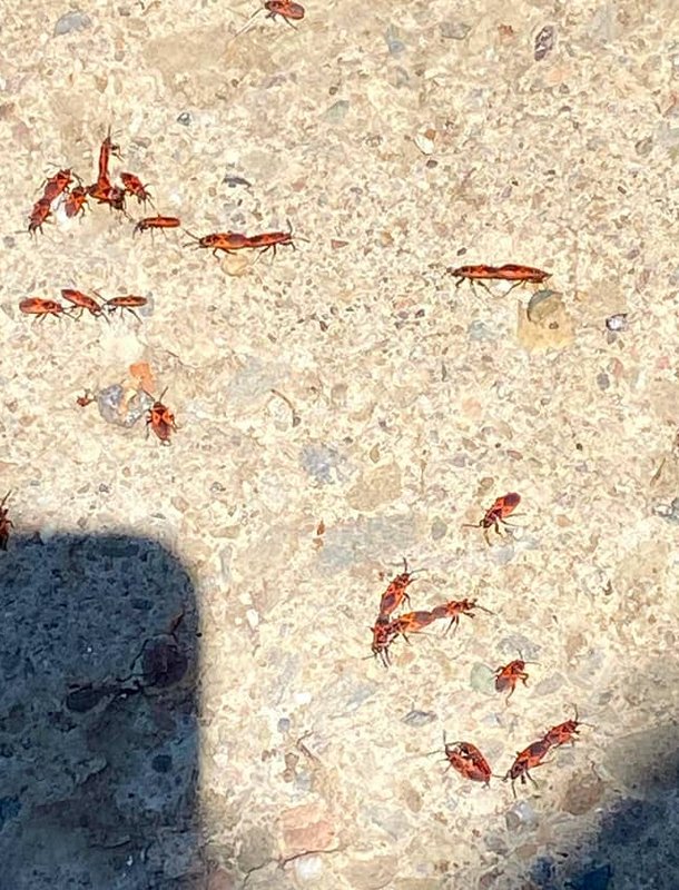 ant infestation drywall