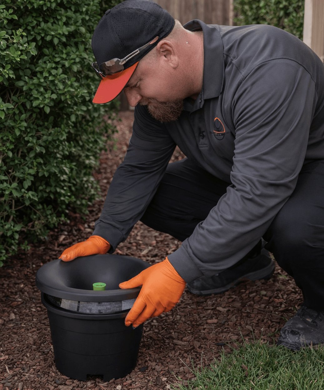 mosquito pest close up